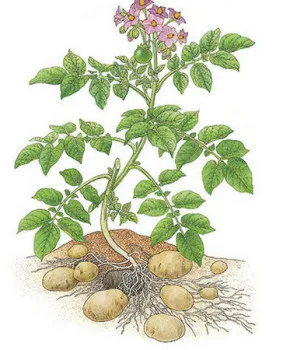 Ce este tuberculii de cartofi