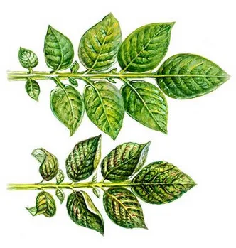 Ce este tuberculii de cartofi