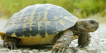 Ce pot mânca broască țestoasă Ce pot mânca broască țestoasă