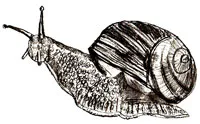 Cifrele cu privire la natura acestei
