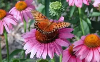 Echinacea este ceea ce este