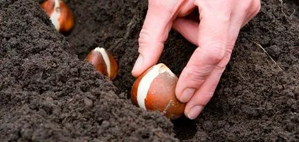 cultivare Lalele și îngrijire