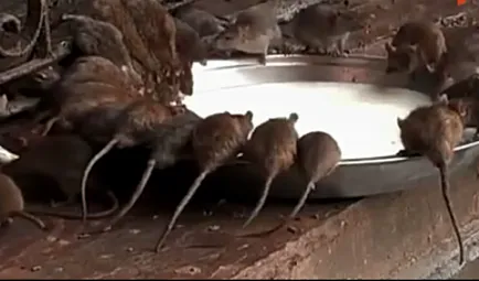 Fugiți ca șobolanii dintr-un vas care se scufunda