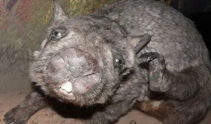 Specii rare, cum ar fi Specii rare, cum ar fi
