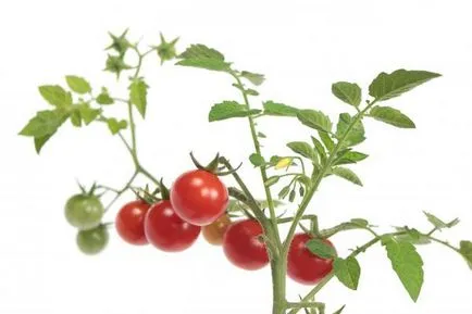 tomate Ultrarannie