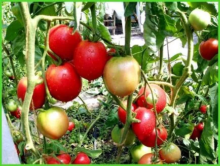 tomate Ultrarannie tomate Ultrarannie