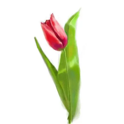 Cum de a desena o floare lalea