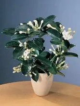 de îngrijire la domiciliu Stephanotis