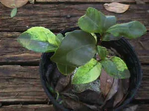 Camellia japoneză acasă