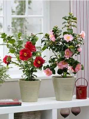 Camellia japoneză acasă