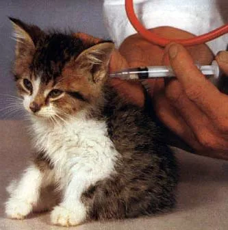 Când să se vaccineze pisica Când să se vaccineze pisica