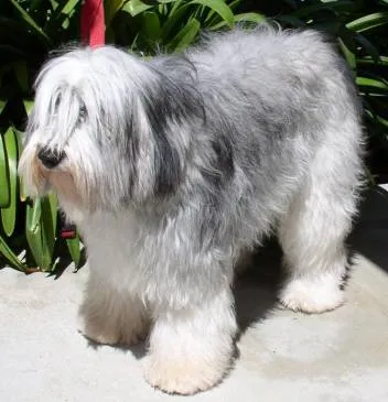 rasă de câini, fără lână