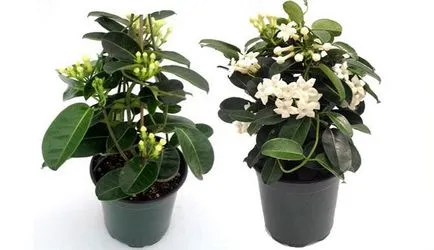de îngrijire la domiciliu Stephanotis de îngrijire la domiciliu Stephanotis
