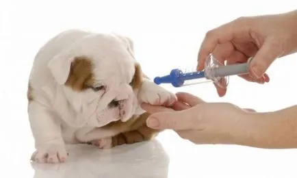 Cum vaccinări pentru catei