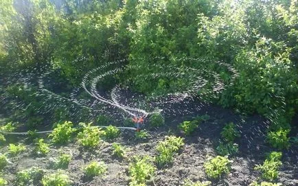 Cum să crească usturoi bun