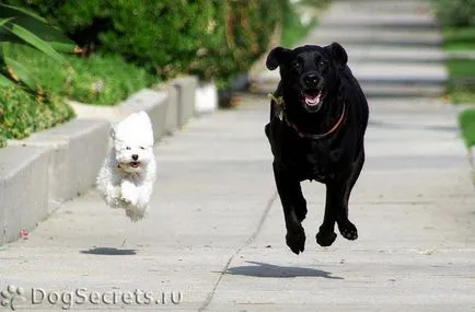 Cum să aibă grijă de un Labrador catelus