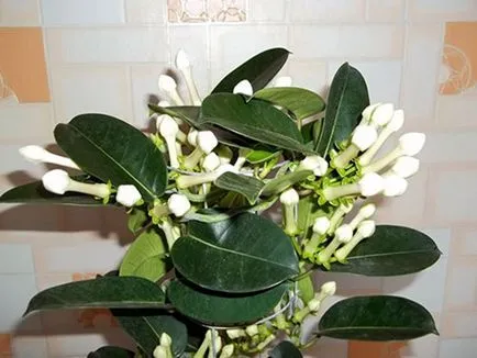 de îngrijire la domiciliu Stephanotis de îngrijire la domiciliu Stephanotis