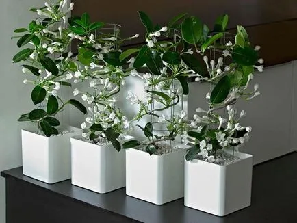 de îngrijire la domiciliu Stephanotis de îngrijire la domiciliu Stephanotis
