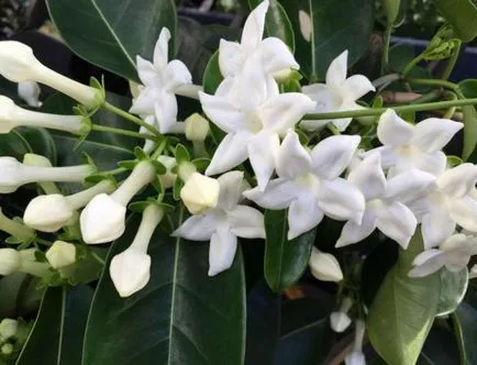 de îngrijire la domiciliu Stephanotis