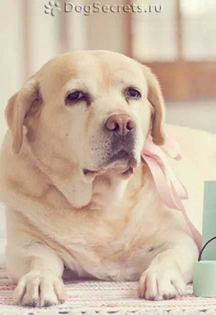 Cum să aibă grijă de un Labrador catelus