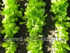 Cultivarea salata verde în câmp deschis