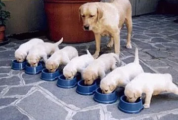 Cum să aibă grijă de un Labrador catelus Cum să aibă grijă de un Labrador catelus