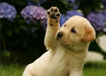 Cum să aibă grijă de un Labrador catelus Cum să aibă grijă de un Labrador catelus