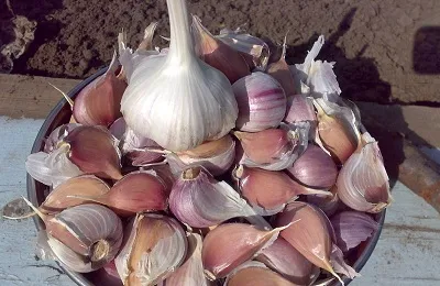 Cum să crească usturoi bun Cum să crească usturoi bun