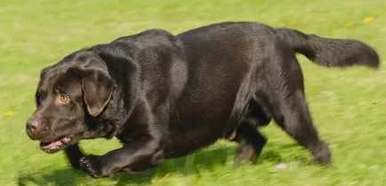 Cum să aibă grijă de un Labrador catelus Cum să aibă grijă de un Labrador catelus