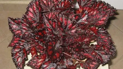 Cum să crească Begonia