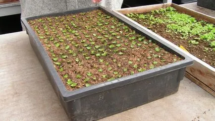Cum să crească Begonia