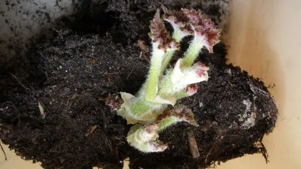 Cum să crească Begonia