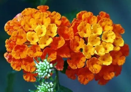 Lantana în creștere