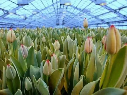 cultivare Lalele și îngrijire cultivare Lalele și îngrijire