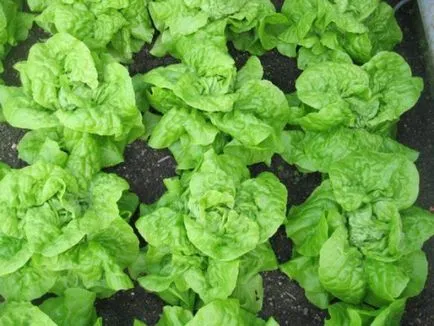 Cultivarea salata verde în câmp deschis Cultivarea salata verde în câmp deschis