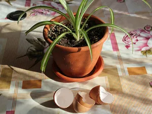 Cât de des pentru a fertiliza