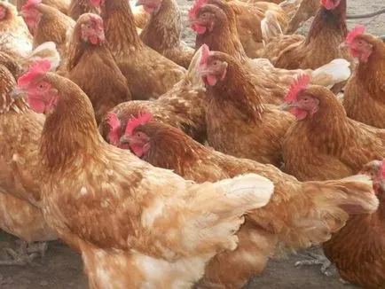 Majoritatea puilor din rasa ouătoare