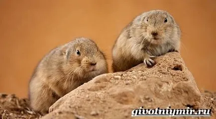 Specii rare, cum ar fi