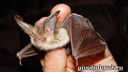 Specii rare, cum ar fi
