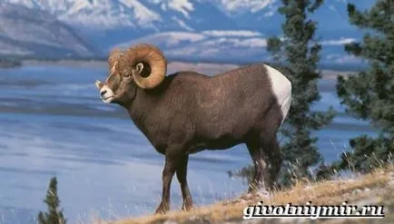 Specii rare, cum ar fi