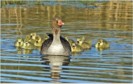Care este numele sãlbãticitã