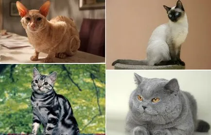 10 Cele mai bune rase pentru copii