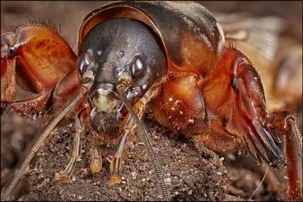 10 creaturi care trăiesc sub pământ