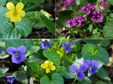 11 cele mai vechi flori de primăvară în grădină, listofbest