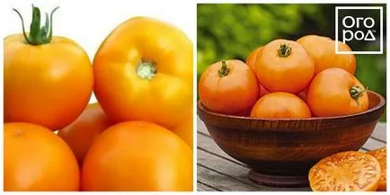 12 soiuri de maturare de tomate, care pot fi semănate în aprilie și mai (zile Bush Randament de stabilitate) 12 timpurietate de soiuri de tomate care pot fi semănate în aprilie și mai
