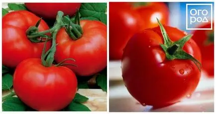 12 timpurietate de soiuri de tomate care pot fi semănate în aprilie și mai (posibil) 12 timpurietate de soiuri de tomate care pot fi semănate în aprilie și mai