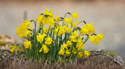 11 cele mai vechi flori de primăvară în grădină, listofbest