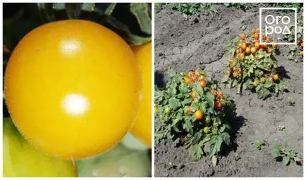 12 soiuri de maturare de tomate, care pot fi semănate în aprilie și mai (zile Bush Randament de stabilitate) 12 timpurietate de soiuri de tomate care pot fi semănate în aprilie și mai