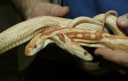 15 Mutanții de animale cele mai teribile