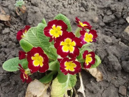 28 cele mai vechi flori de primavara cu fotografii